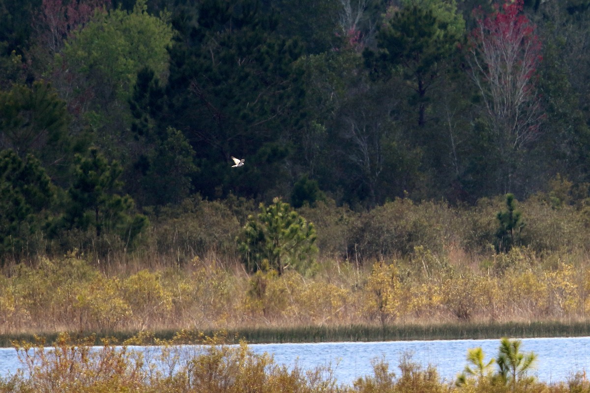 Northern Harrier - ML25435311