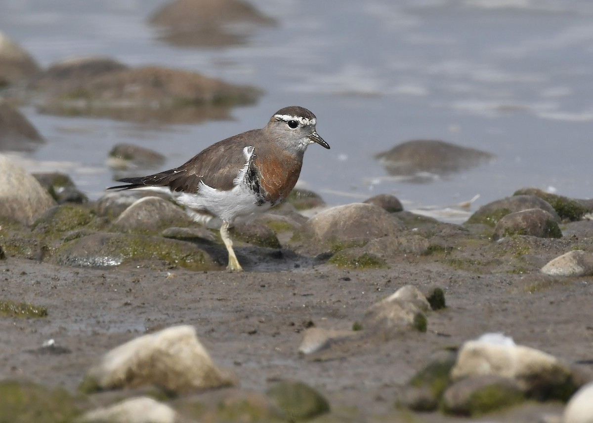 Rufous-chested Dotterel - ML254354281