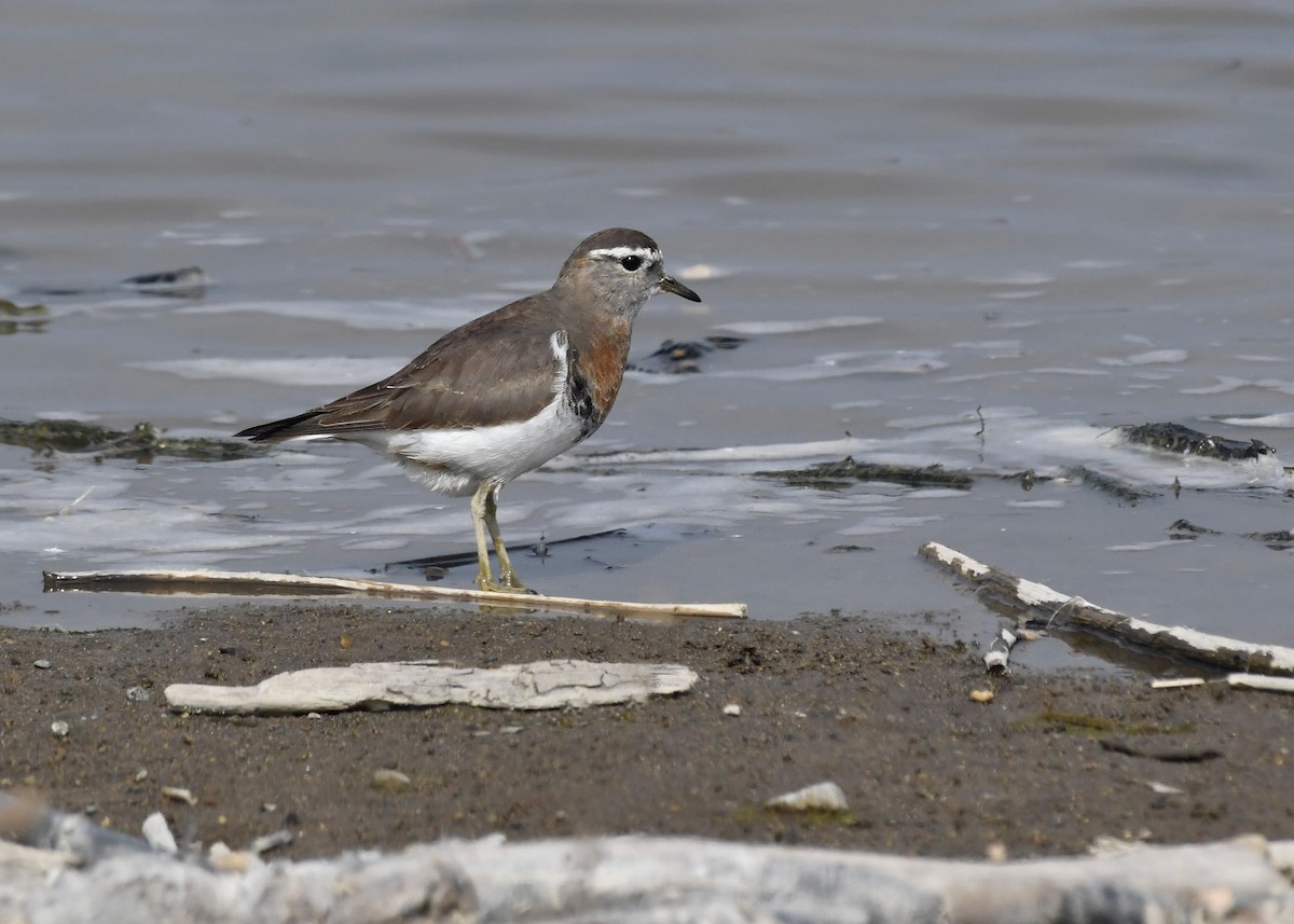 Rufous-chested Dotterel - ML254354291