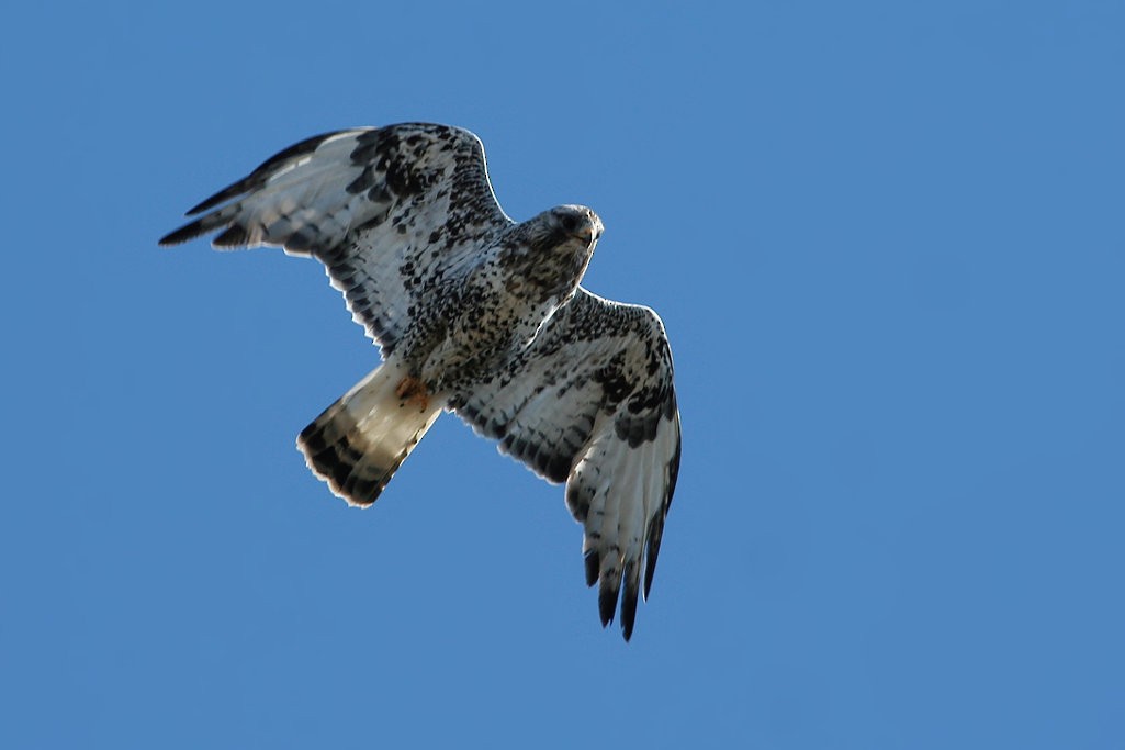 Rough-legged Hawk - Don-Jean Léandri-Breton