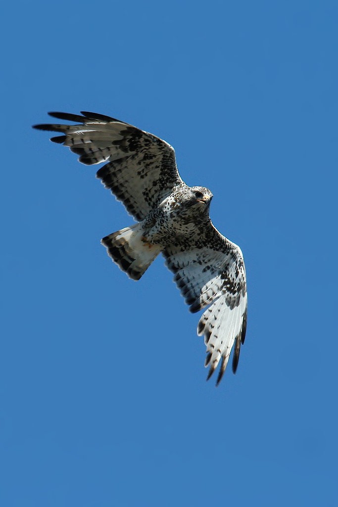 Rough-legged Hawk - ML254355361