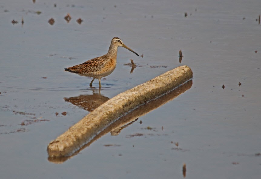 Short-billed Dowitcher - ML254355691