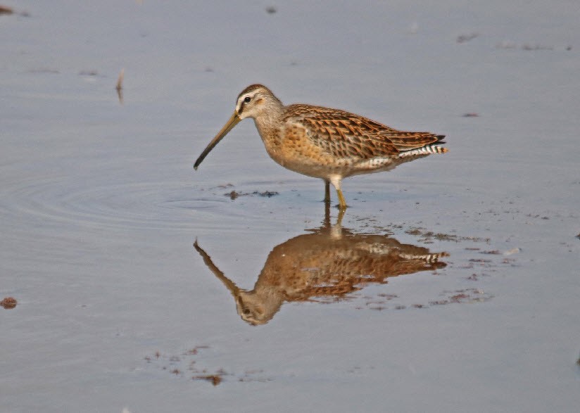 Short-billed Dowitcher - ML254355701