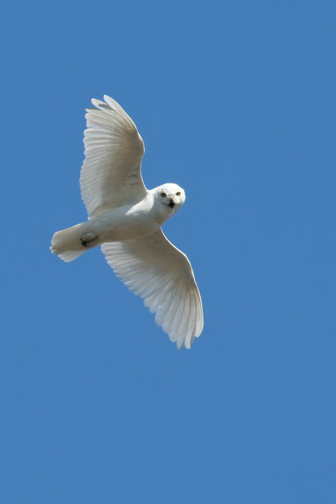 Snowy Owl - Don-Jean Léandri-Breton