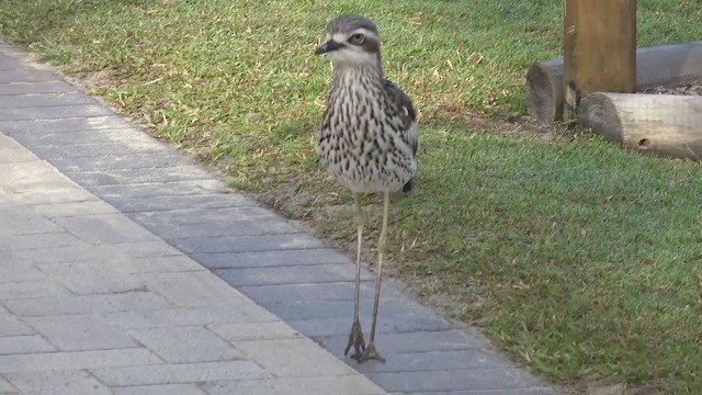 Bush Thick-knee - ML254356401