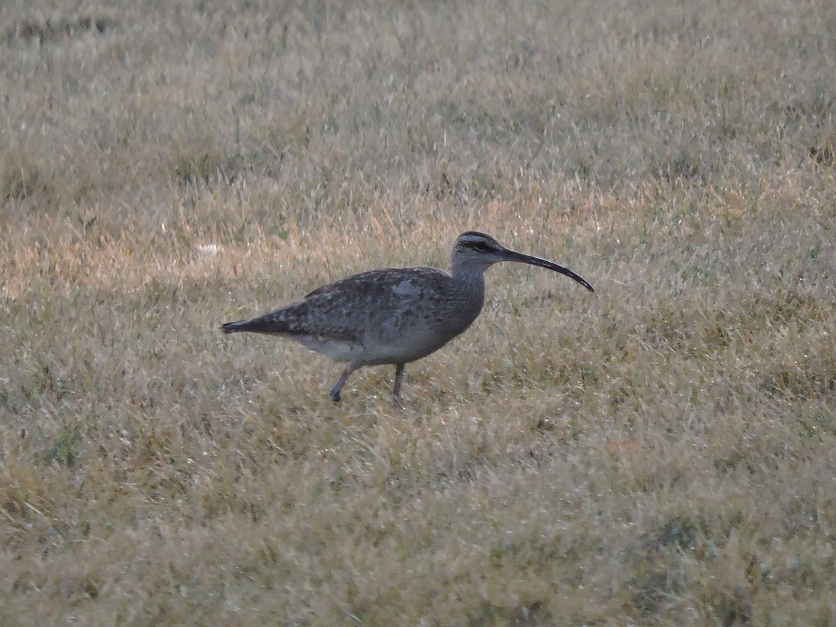 Whimbrel - ML254357061