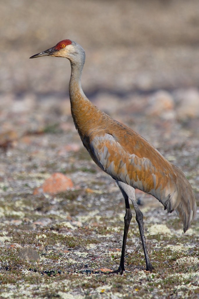 Sandhill Crane - ML254357271