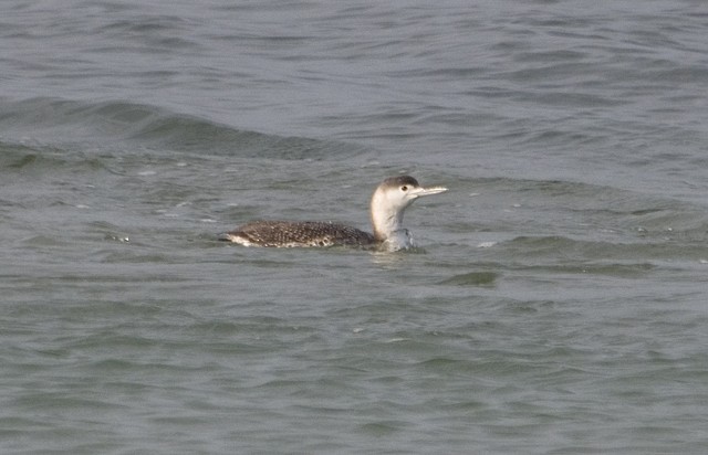 Red-throated Loon - ML25435801