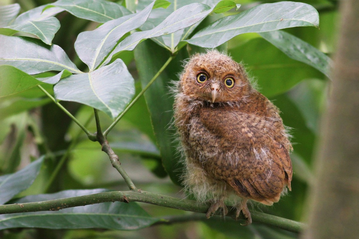 Mountain Scops-Owl - Ting-Wei (廷維) HUNG (洪)