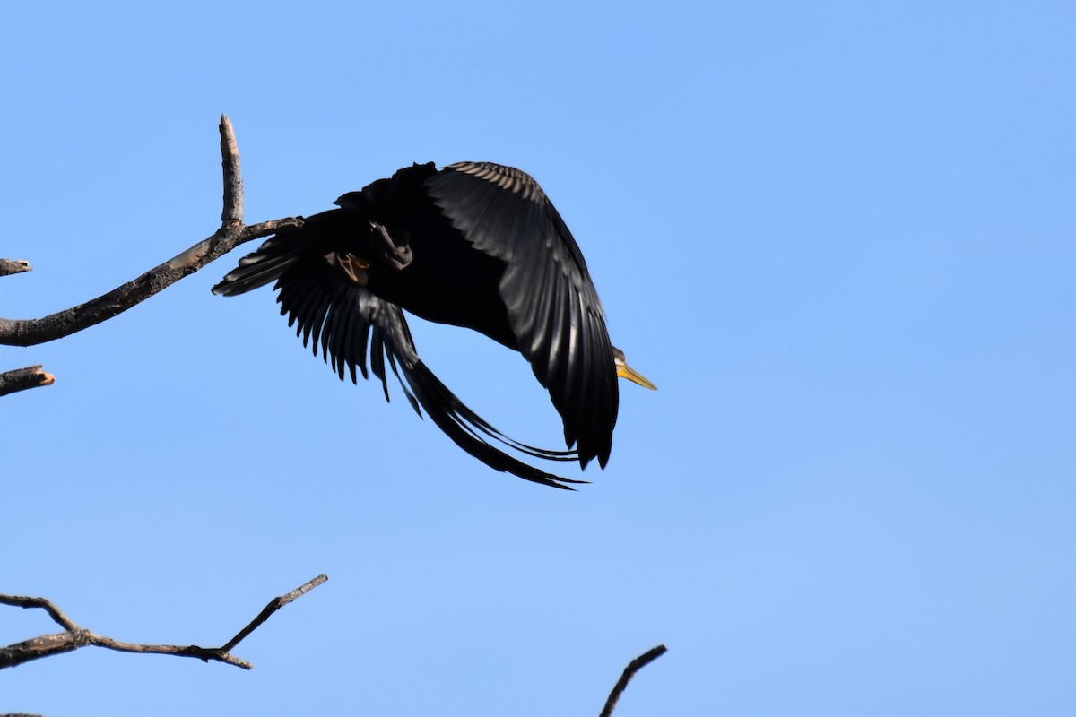 anhinga australská - ML254360771