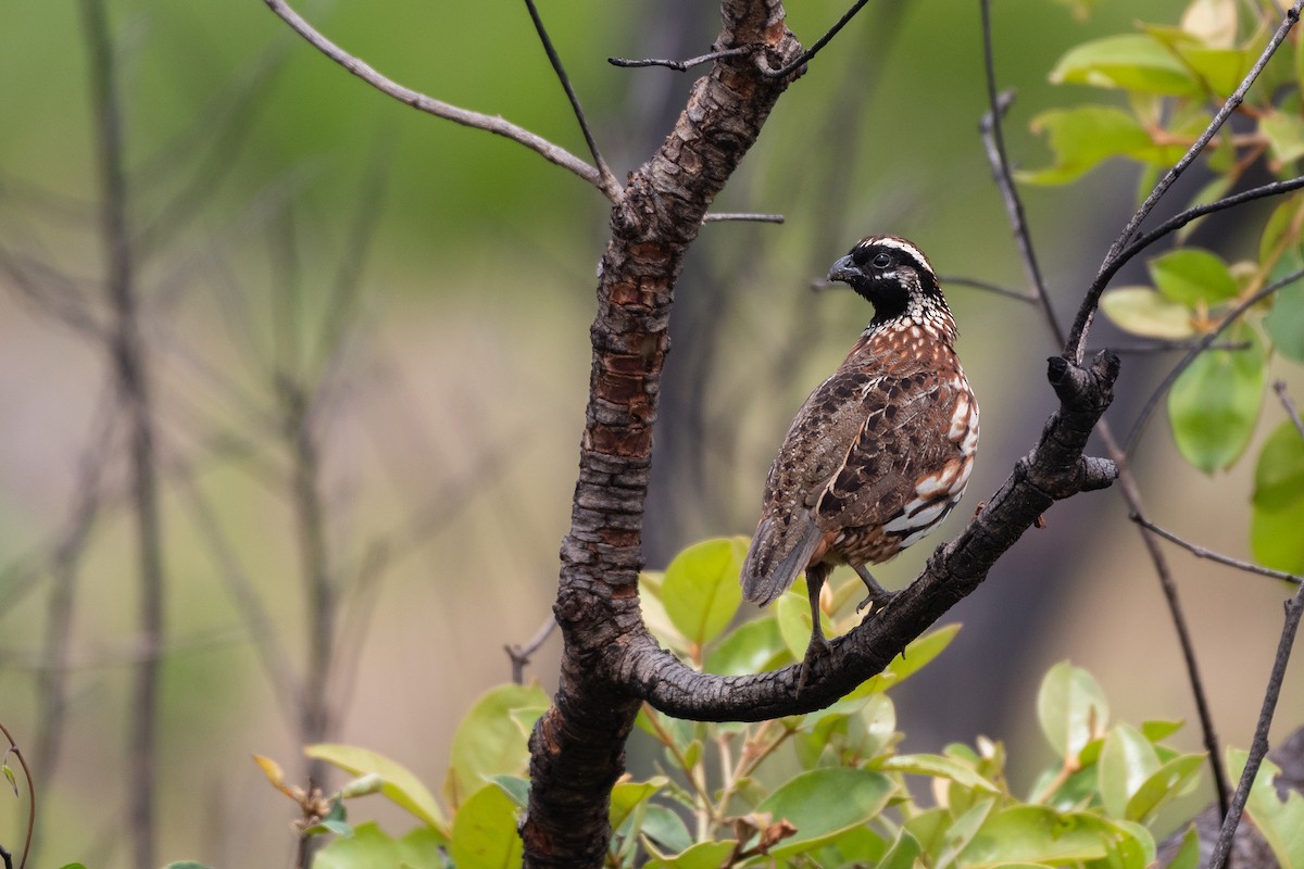 Black-throated Bobwhite - ML254363401