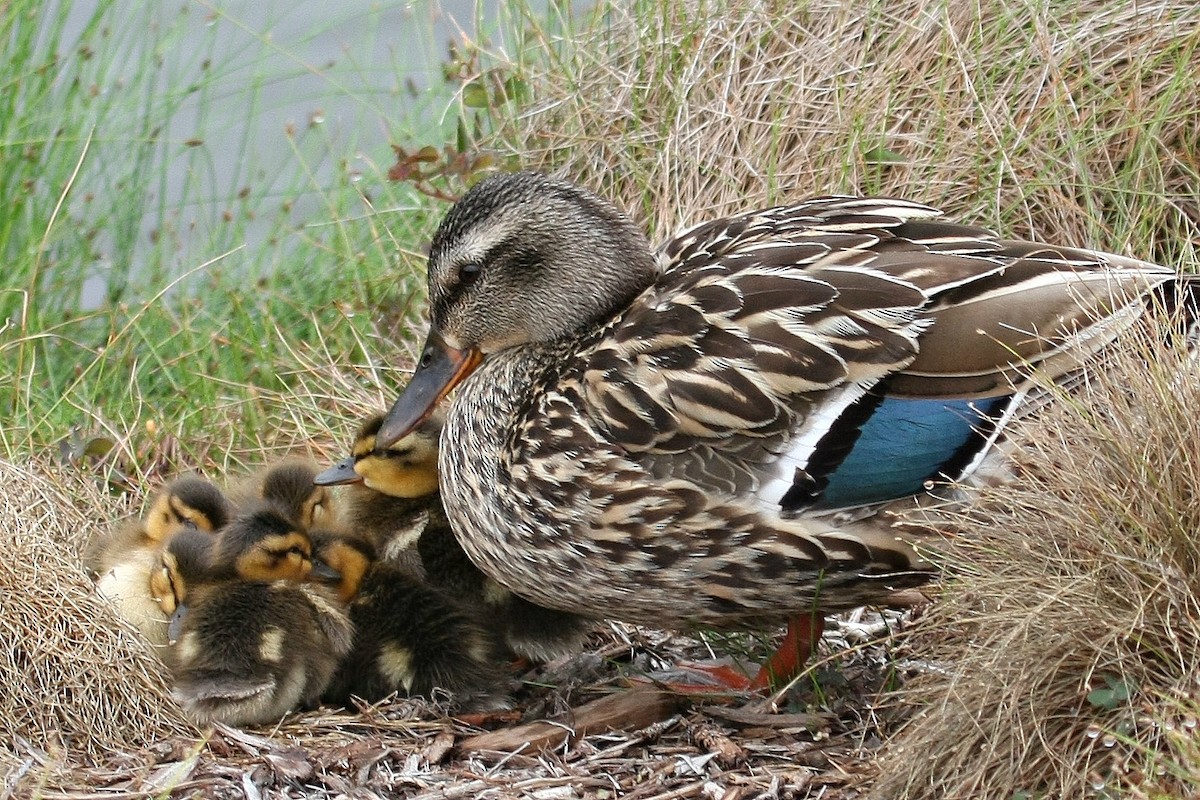 Mallard - Don Sterba