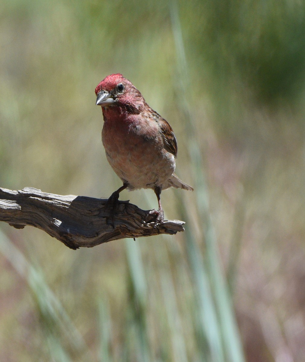 Cassin's Finch - ML254366601