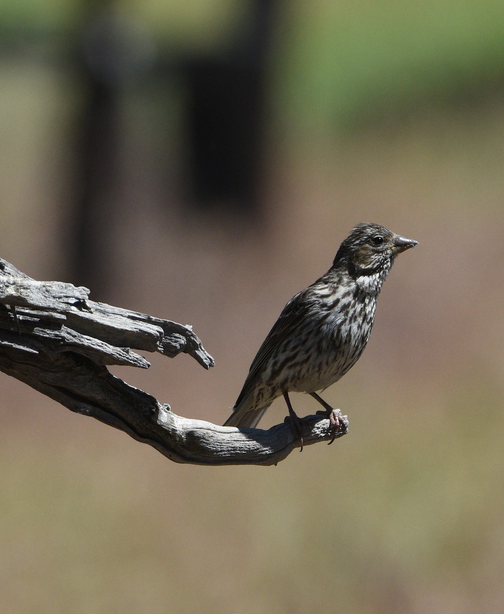 Cassin's Finch - ML254366631