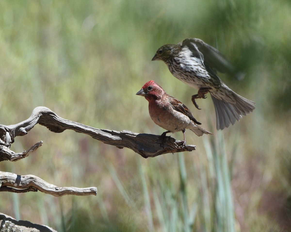 Cassin's Finch - ML254366731