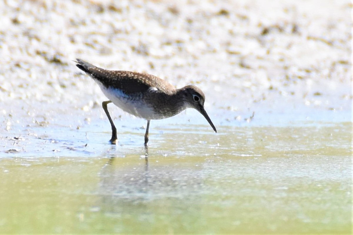 Solitary Sandpiper - James Hoffman