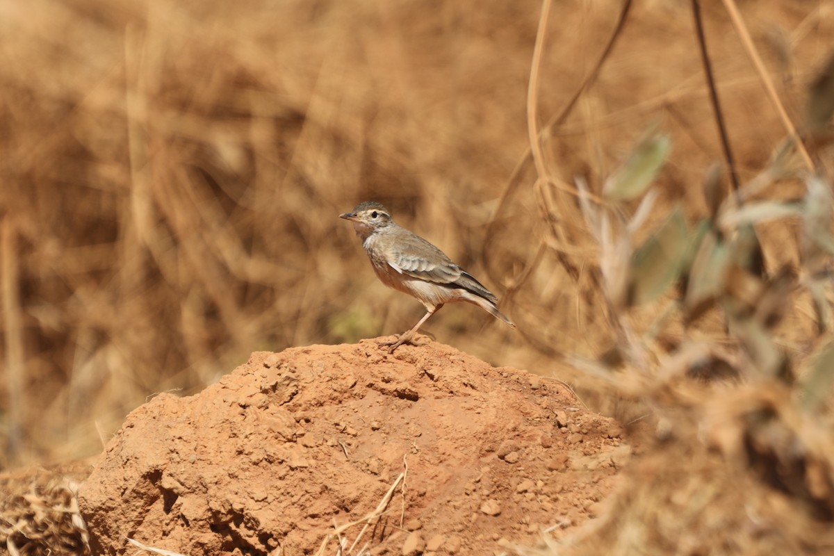 Campo Miner - Ian Thompson