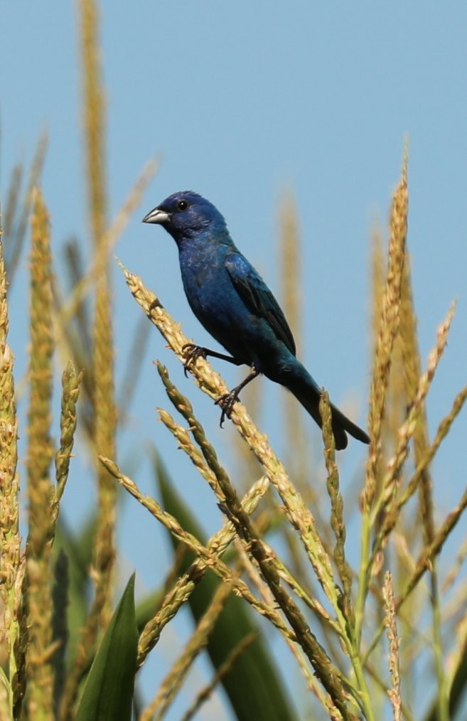 גיבתונית כחולה - ML254367161