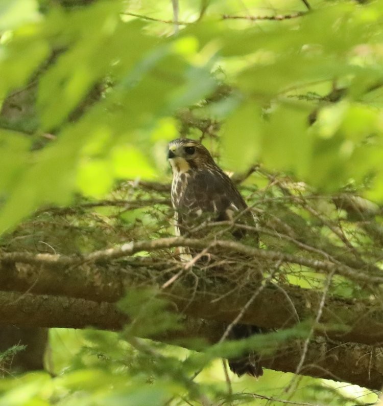 Broad-winged Hawk - ML254367241