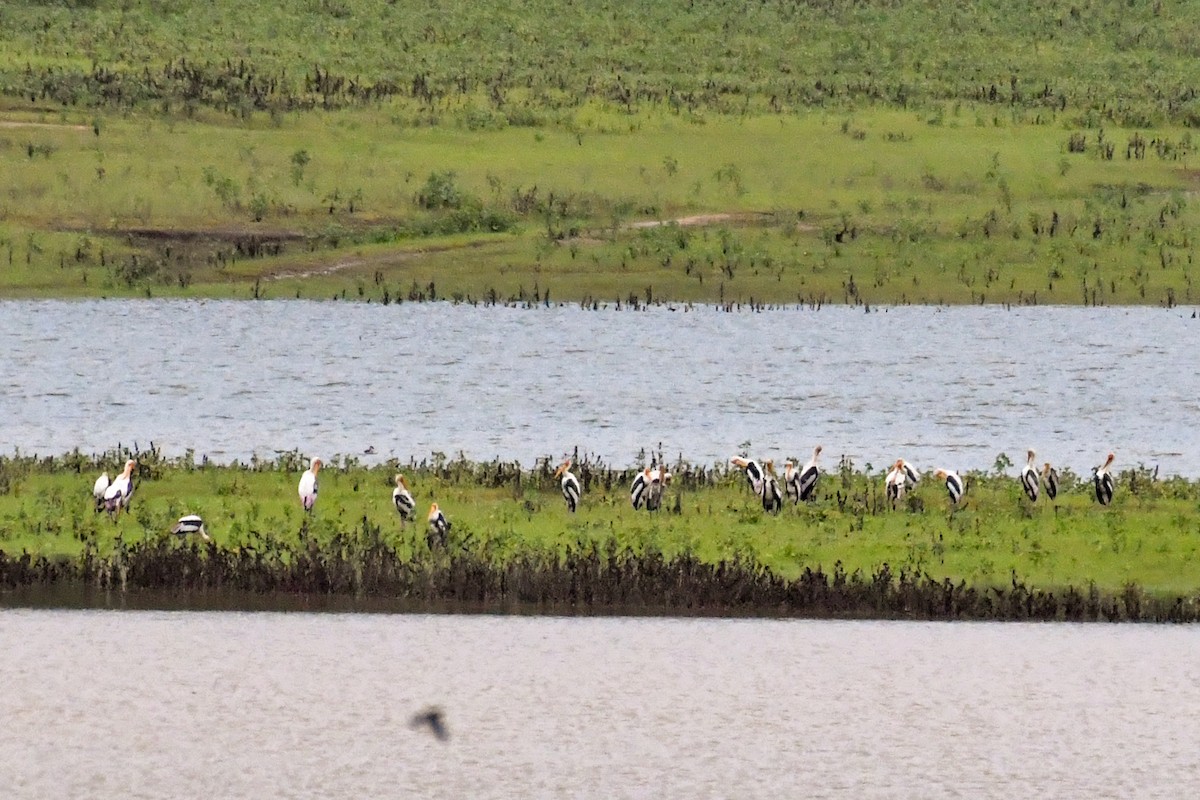 Painted Stork - Vivek Sudhakaran