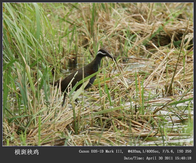 Barred Rail - ML254367911