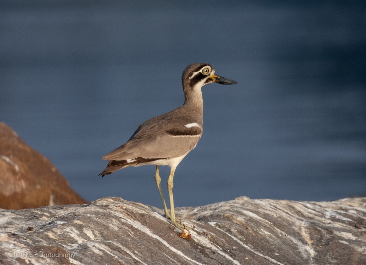 Great Thick-knee - ML254374481