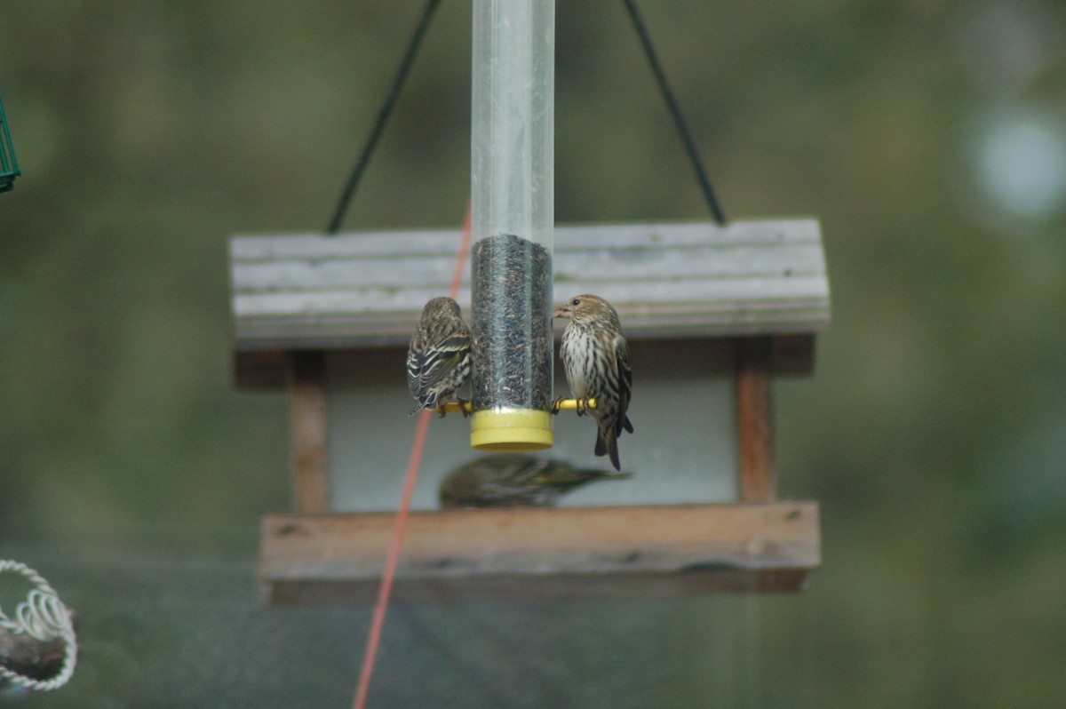 Pine Siskin - ML25437461