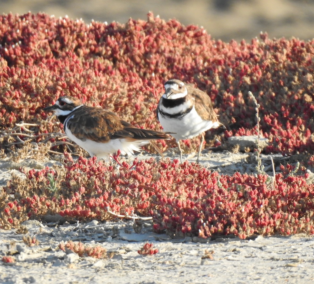 Killdeer - ML254375311