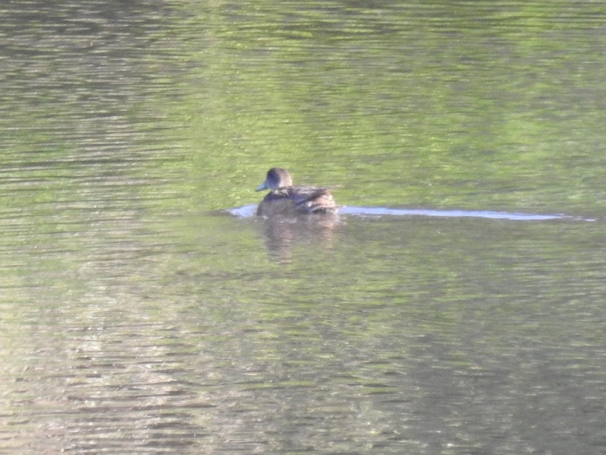 American Wigeon - ML254375481