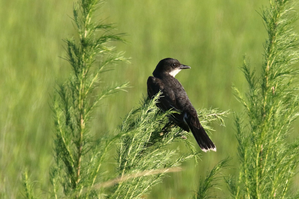 Schieferrücken-Königstyrann - ML254375491