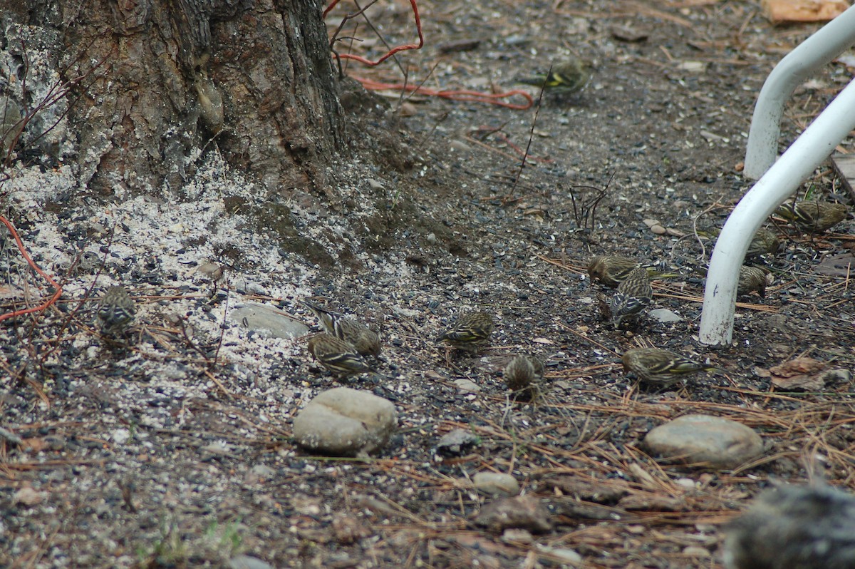 Pine Siskin - ML25437581