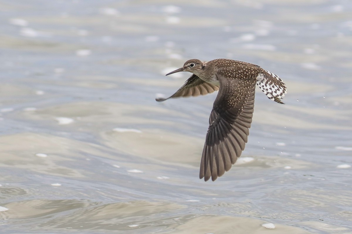 Solitary Sandpiper - Ethan Denton