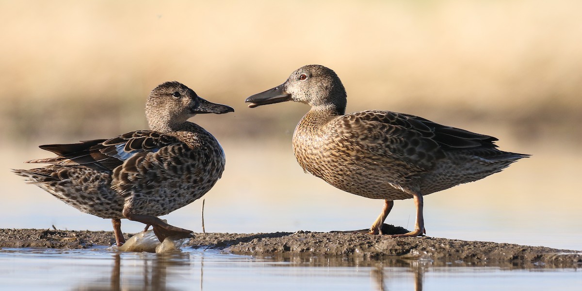 Cinnamon Teal - ML254376461