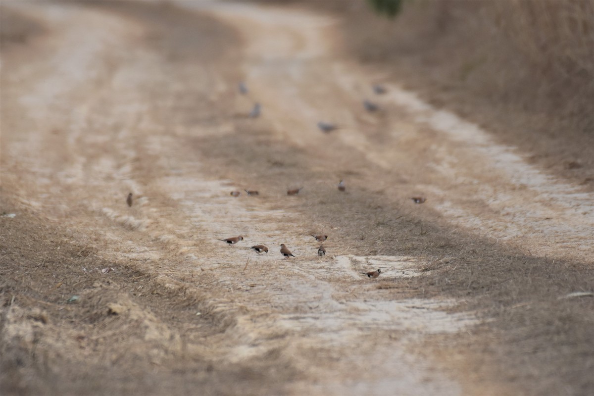 Masked Finch (White-eared) - ML254376881