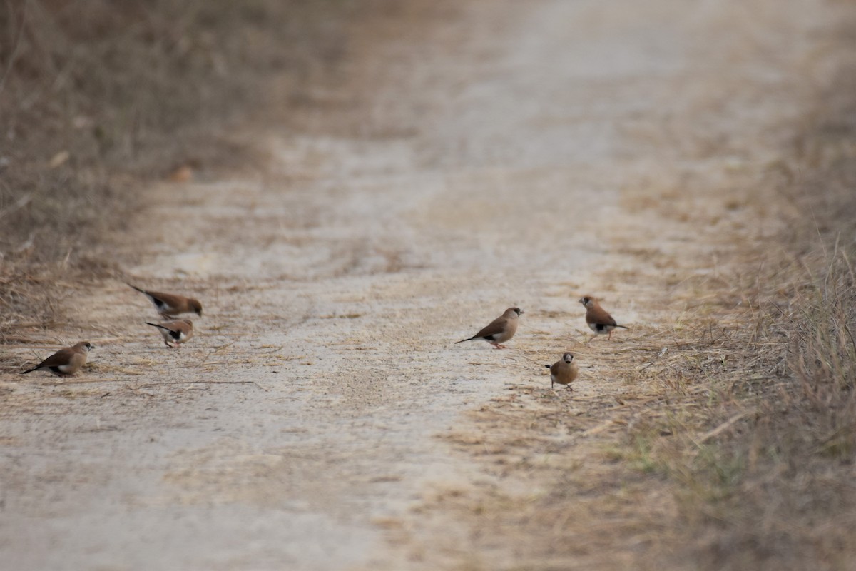 Masked Finch (White-eared) - ML254376901