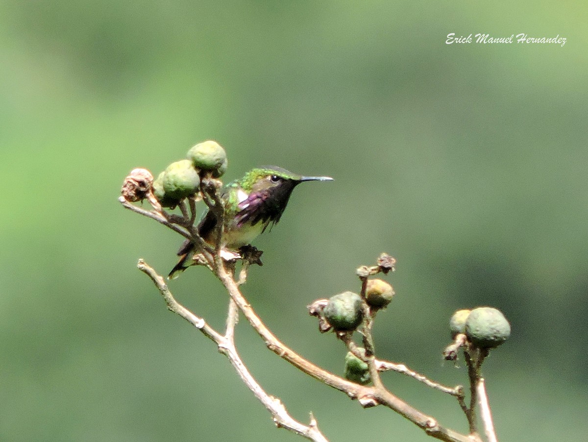 Wine-throated Hummingbird - ML254377701