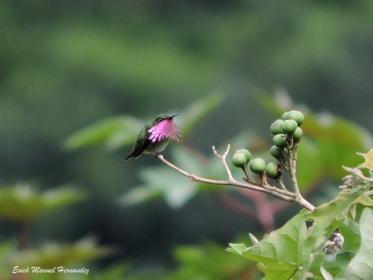 Wine-throated Hummingbird - Erick Hernandez