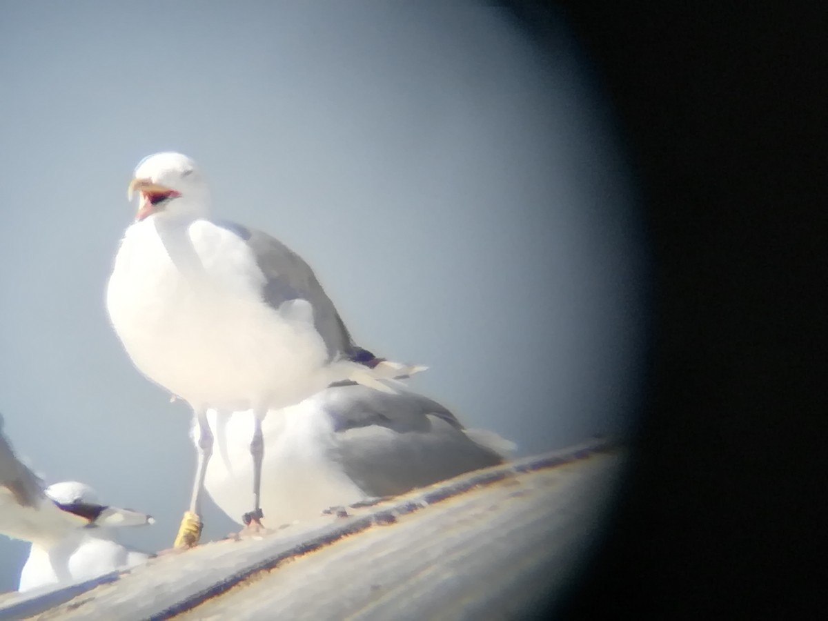 Gaviota del Caspio - ML254378091