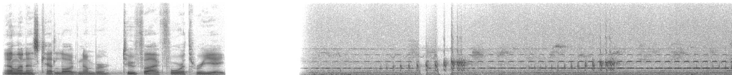 Streifenbrust-Ameisendrossel - ML25438