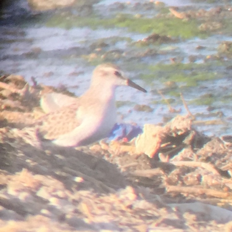 Semipalmated Sandpiper - Zane Pickus