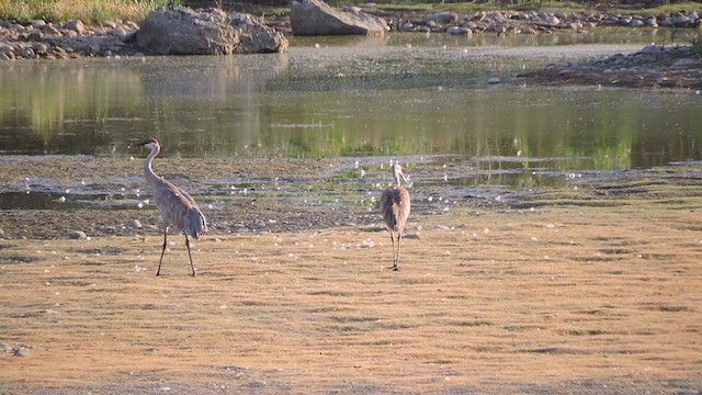 Sandhill Crane - ML254380821