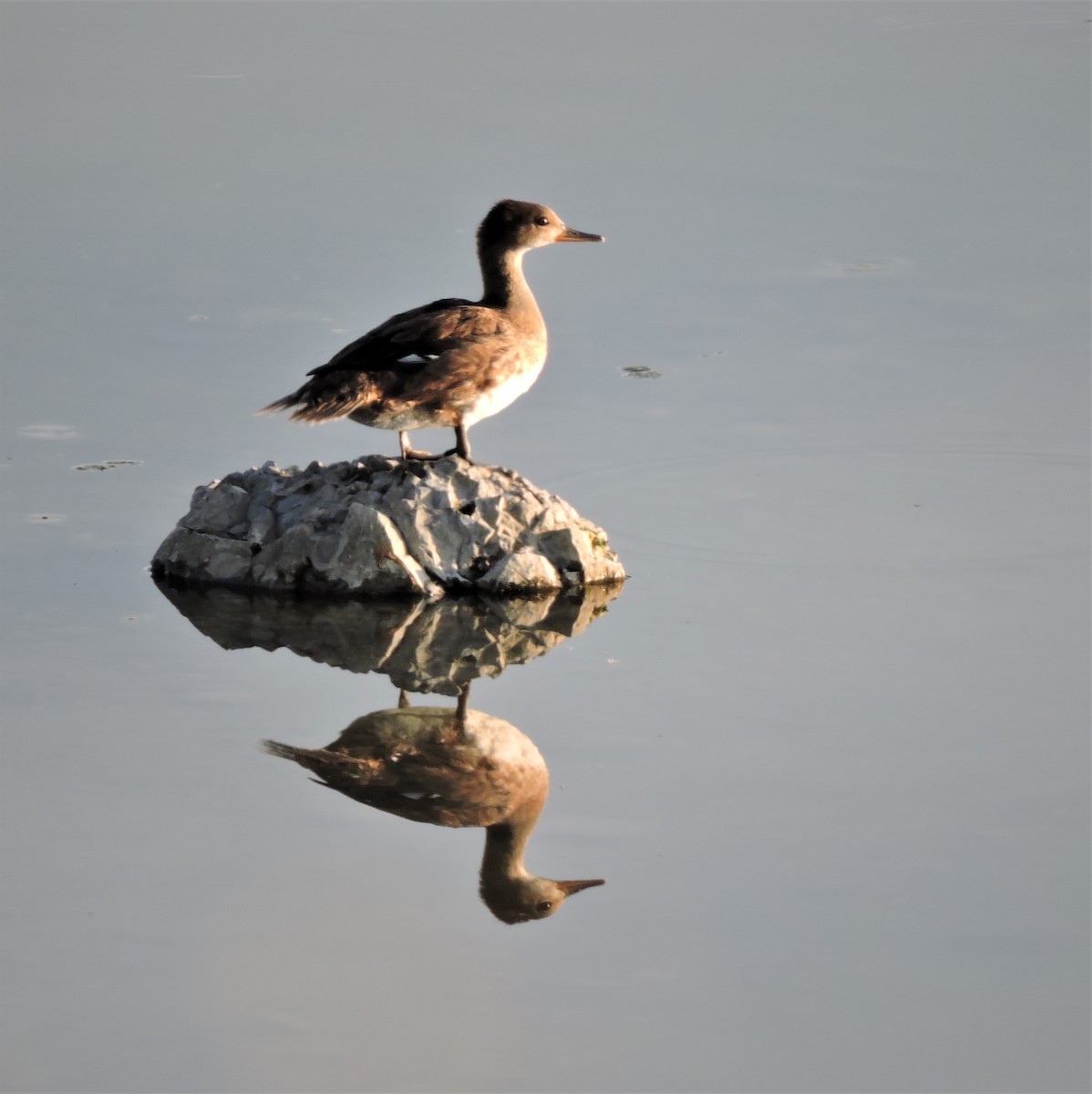 Hooded Merganser - ML254380841