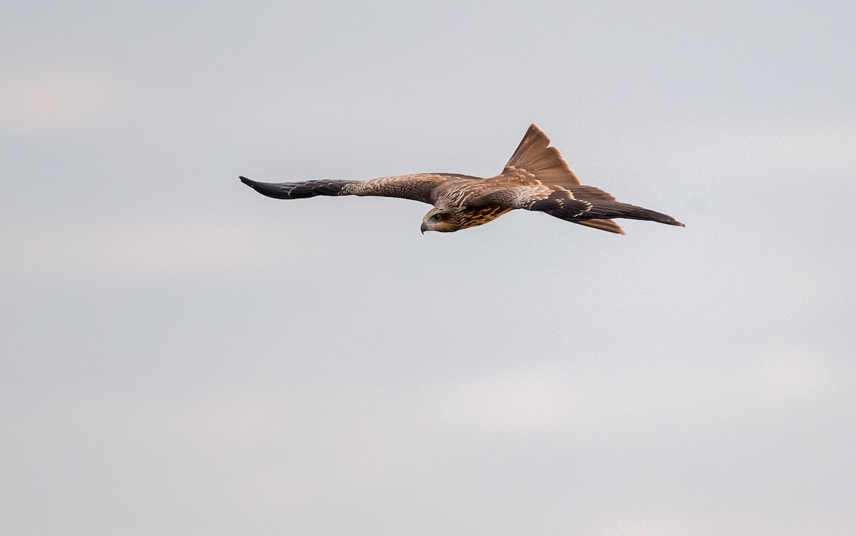 Black Kite - ML254381291