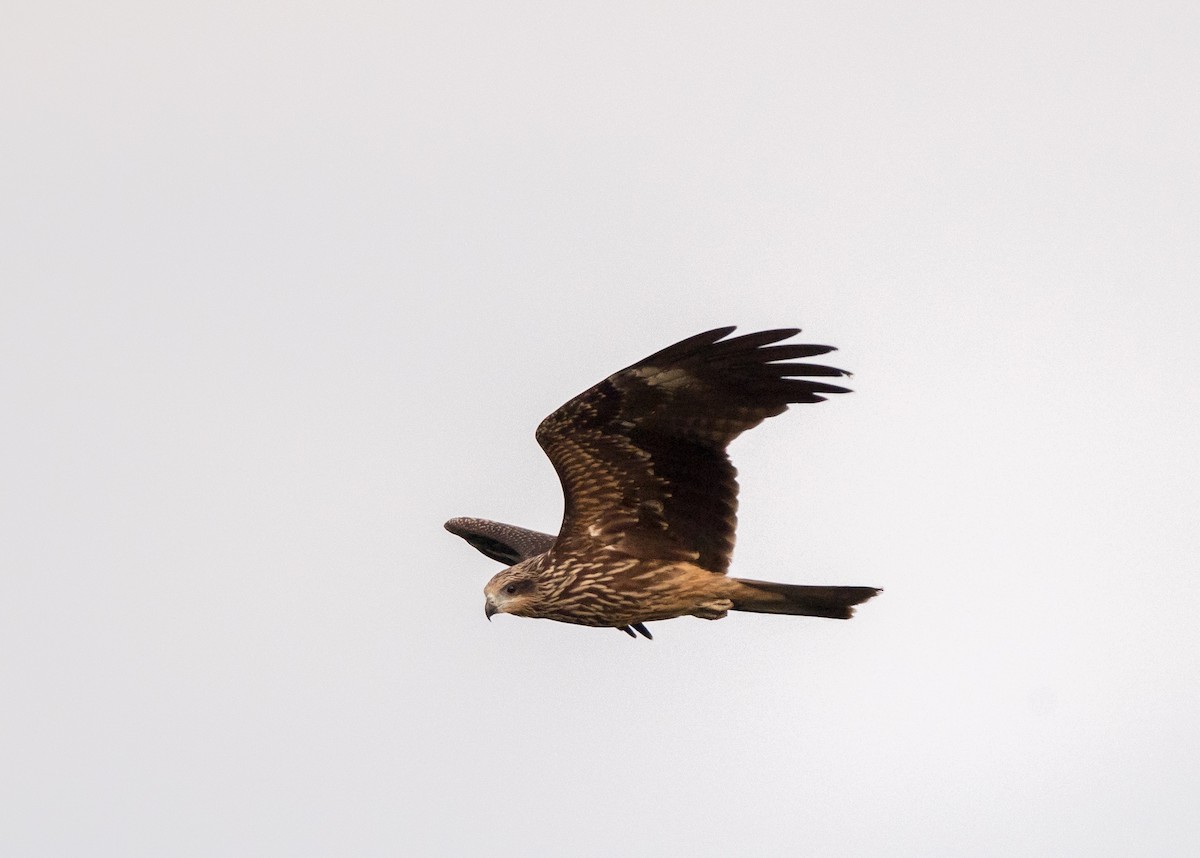 Black Kite - ML254381321