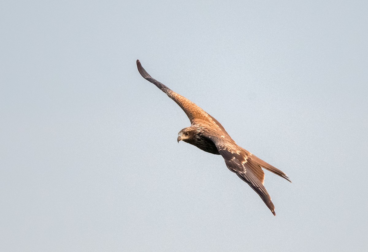 Black Kite - ML254381381