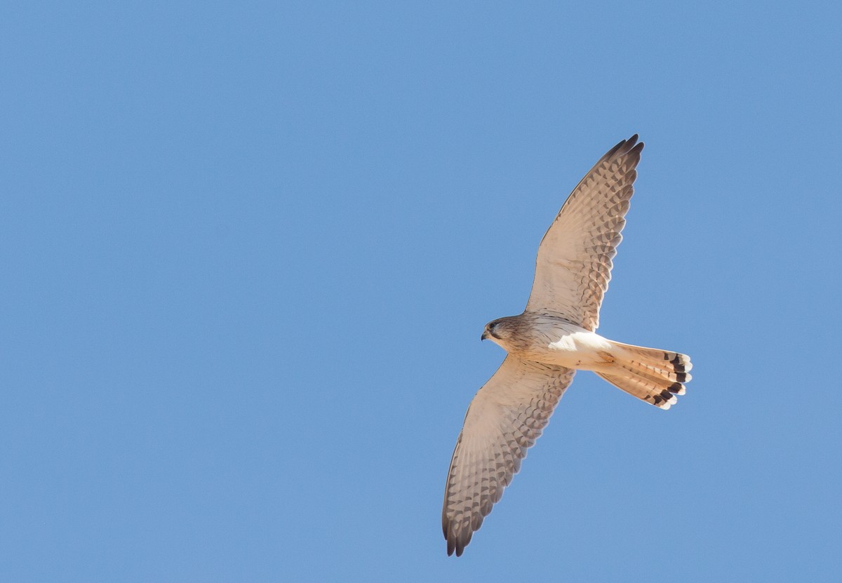 Nankeen Kestrel - ML254385761