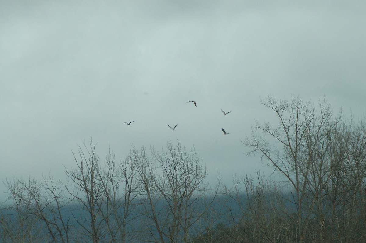 Bald Eagle - ML25438581