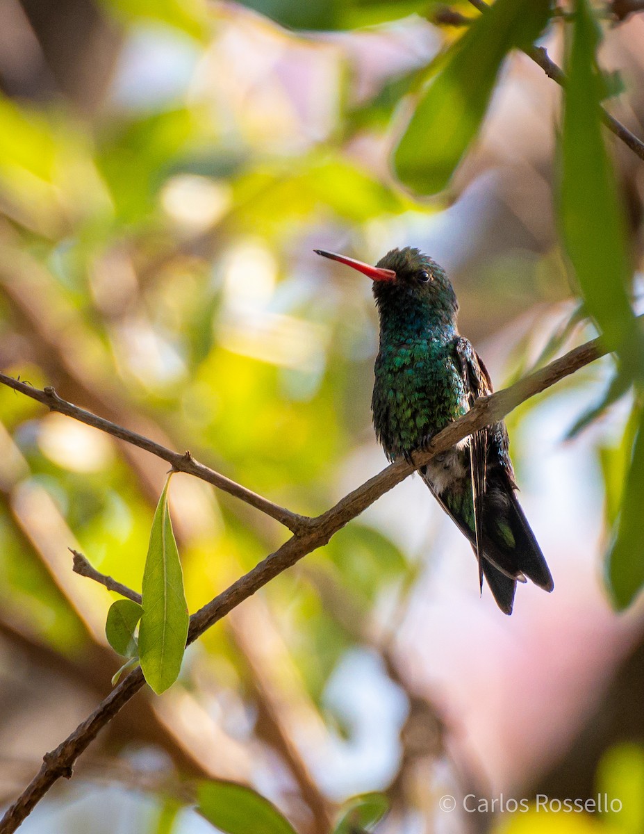 Glittering-bellied Emerald - ML254386661