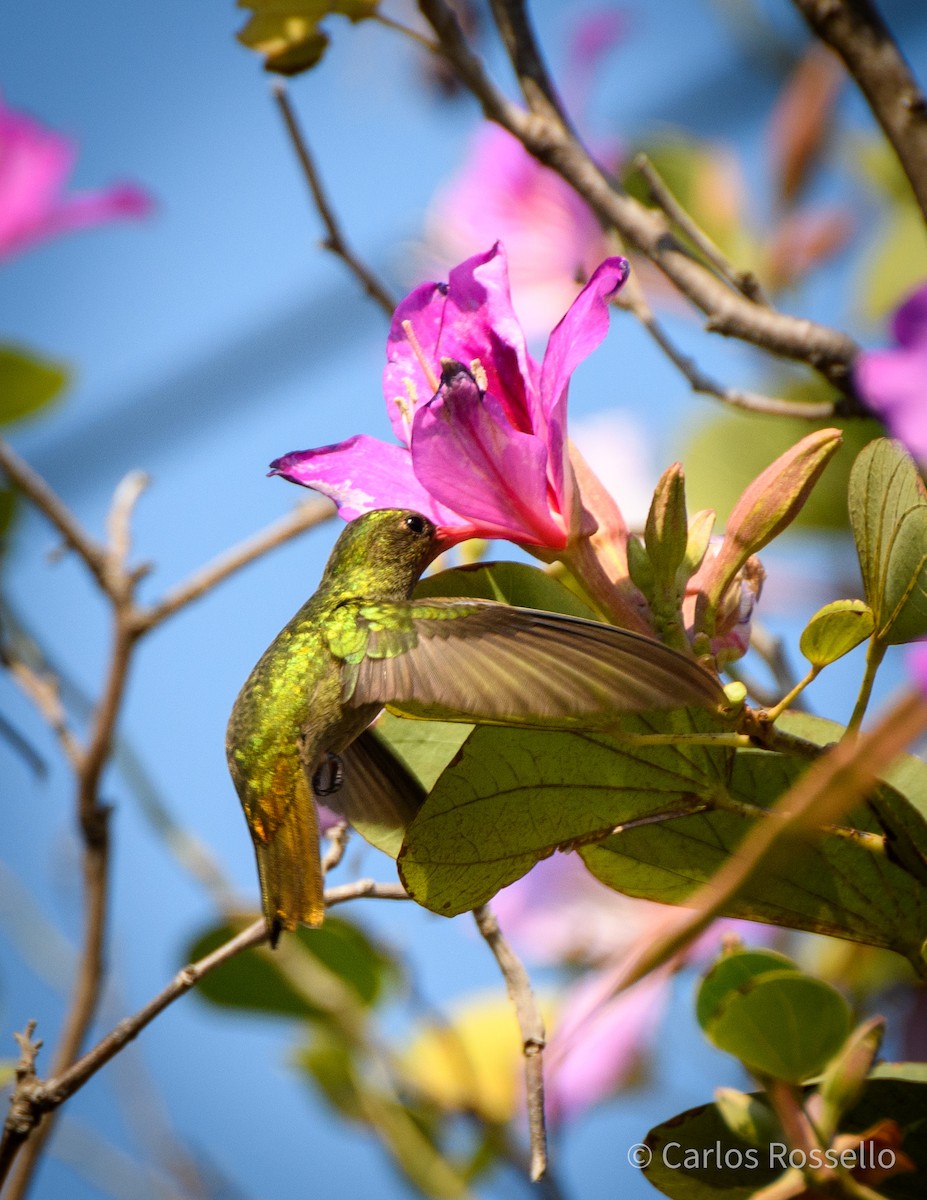 gyllenkolibri - ML254386701