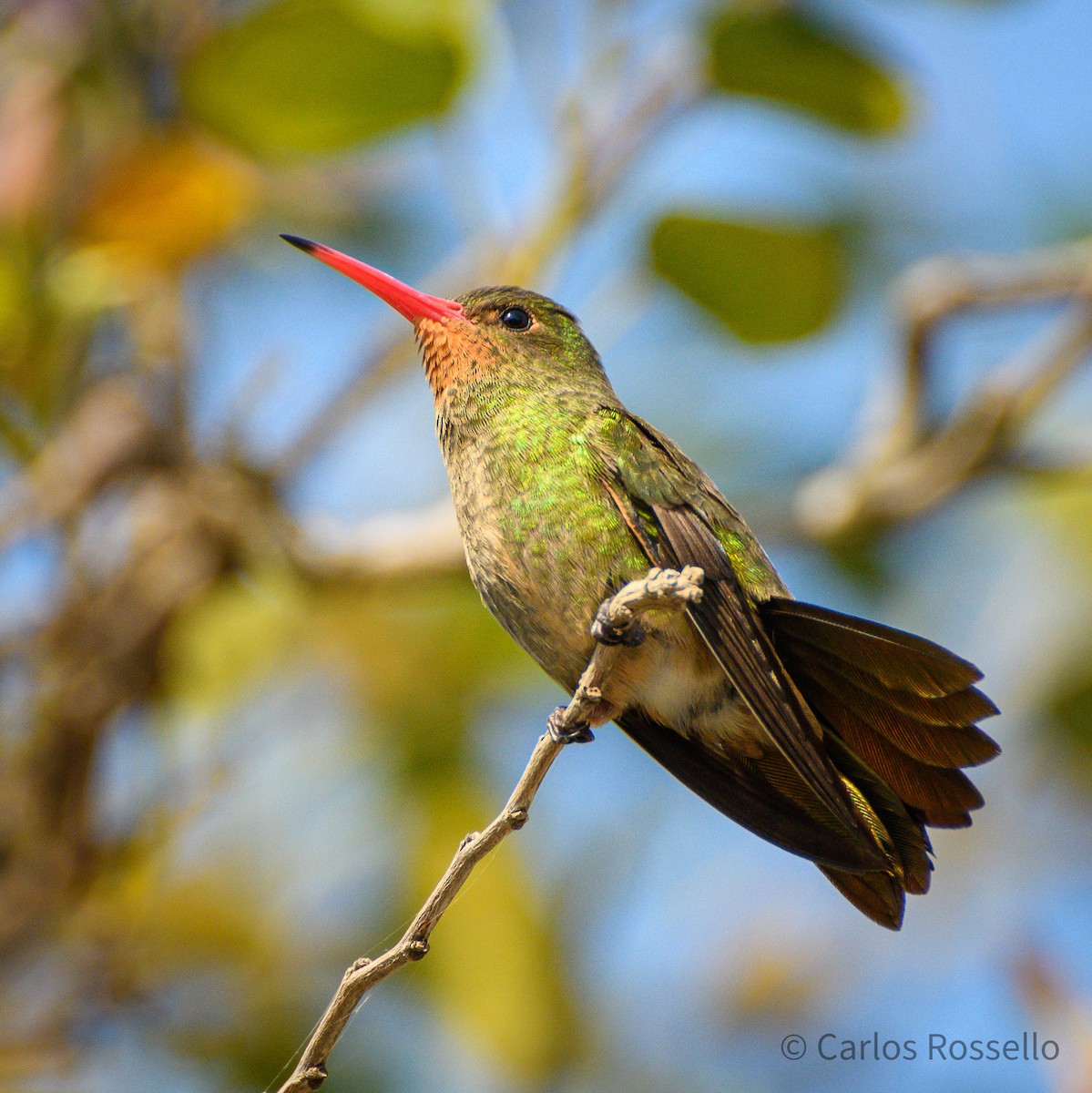 Gilded Hummingbird - ML254386711